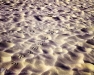 Seagull Tracks in Sand