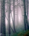 Forest in Fog