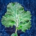 4018S_LEAF_JPEG_S
