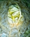 3046V_CABBAGE_JPEG_S