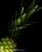 3054V_PINEAPPLE_JPEG_S