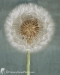 3055V_DANDYLION_JPEG_S