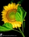 3066V_SUNFLOWER_JPEG_S