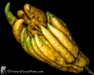 Buddha's Hand