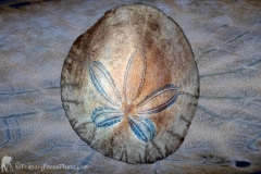 SAND_DOLLAR_FRONT_BACK_JPEG_S