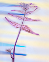 THUMB_W4002V_LAVENDER_LEAF